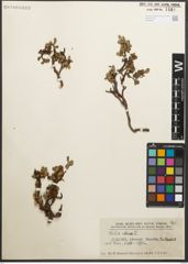 Foto von Salix retusa L.